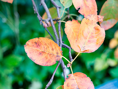 selective focus photography of orange leaves thumbnail