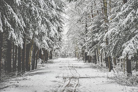 snow cover trees thumbnail