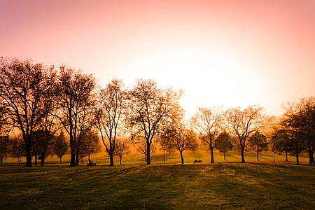 brown trees on green grass field thumbnail