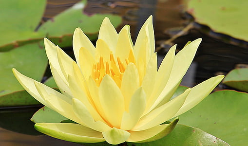 closeup photo of yellow water lily flower thumbnail