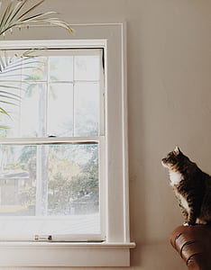 cat on brown leather sofa chair near window thumbnail