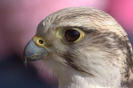 closeup photo of hawk thumbnail