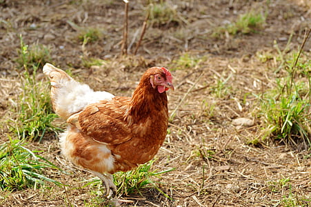 brown hen thumbnail