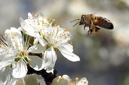 bee perching on white petaled flowers thumbnail