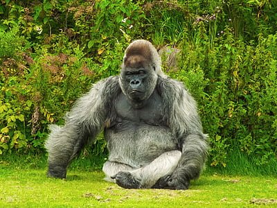 grey and black gorilla seats on green grass thumbnail