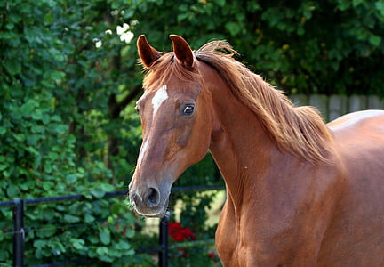 closeup photo of brown horse thumbnail