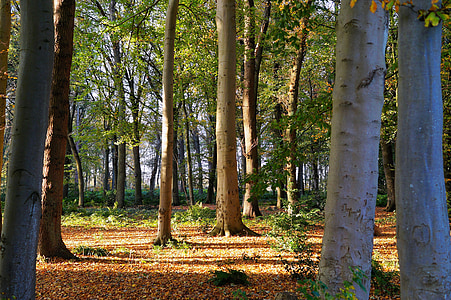 gray trees in middle of forest during daytime thumbnail