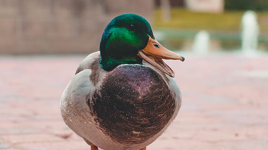 Green and Gray Mallard Duck thumbnail