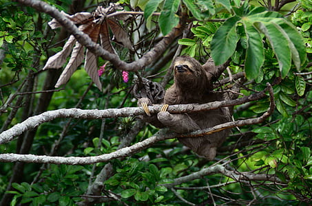 brown monkey on tree thumbnail