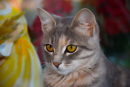 close-up photo of grey and orange cat thumbnail