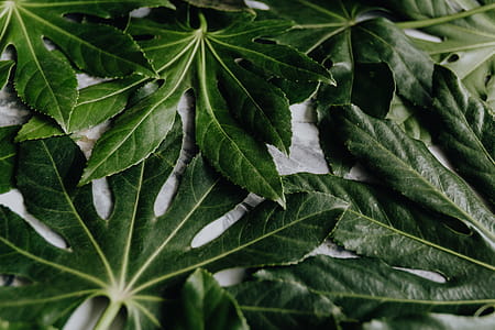 Aralia Leaves thumbnail