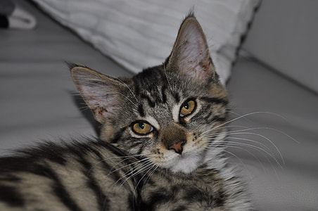 Cat, Mainecoon thumbnail