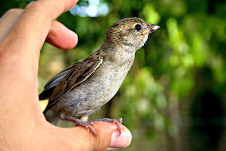 brown sparrow perching on person's thumb thumbnail