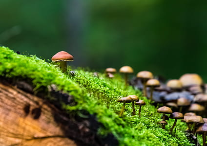 mushrooms on the green grass thumbnail