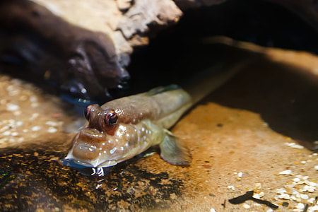 selective focus photography of brown fish thumbnail