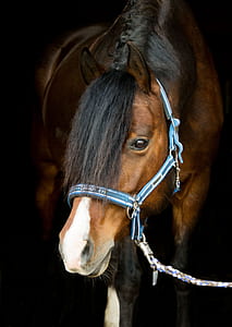 brown horse thumbnail