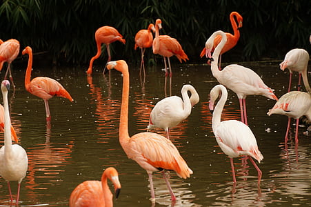 pink and white flamingo on ponds thumbnail