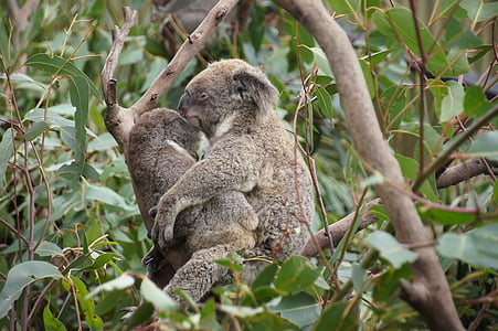 two brown hugging koalas on tree thumbnail