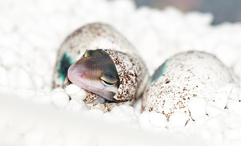 selective focus photo of hatch egg of animal thumbnail