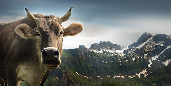 brown cow with mountains on distance edited photo thumbnail