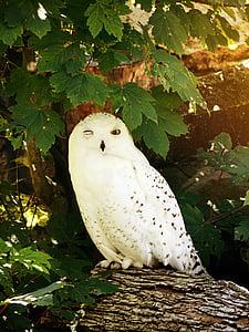 female white and black snowy owl thumbnail