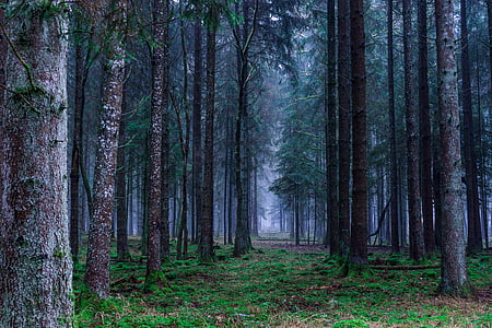foggy forest thumbnail