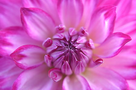 pink flower thumbnail
