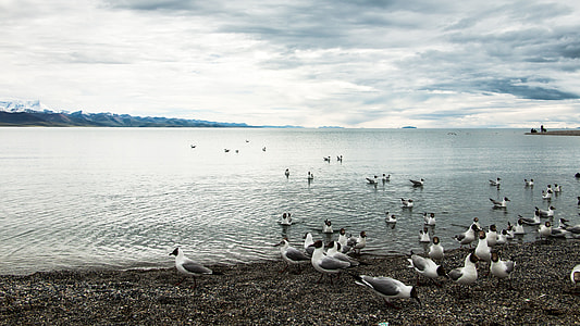 The Scenery, Tibet thumbnail
