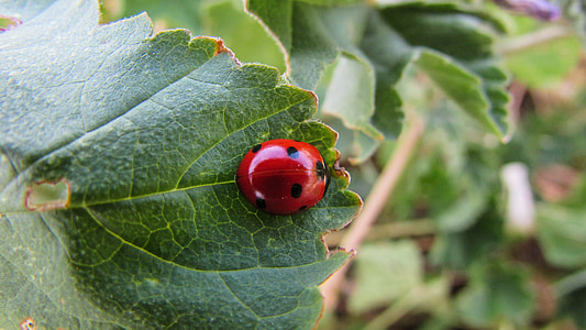 Coccinella Septempunctata, Insect thumbnail