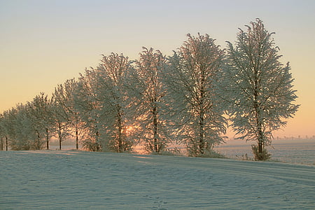 tall trees at daytime thumbnail