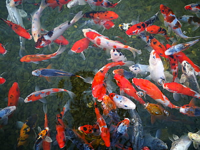 top view photo of group of koi fish on body of water thumbnail