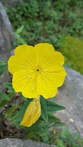 Flowers, Potentilla Fragarioides thumbnail