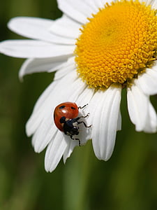 closeup photo of red and ladybug on daisy flower thumbnail