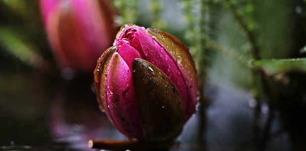 selective focus photography of pink lotus flower bud with water droplets thumbnail