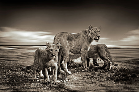 sepia photo of lioness and two cubs thumbnail