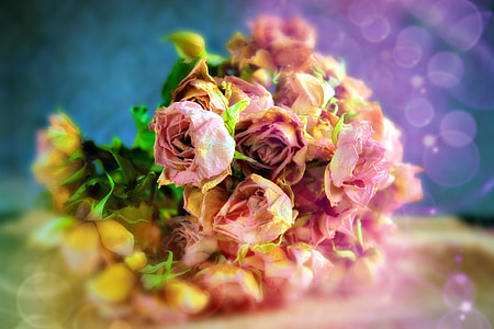 shallow focus photography shot of pink roses thumbnail