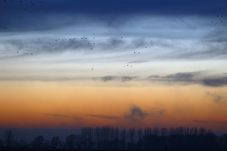 silhouette photography of trees and birds thumbnail