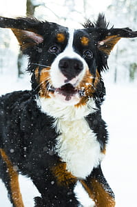 black and white dog on snow field thumbnail