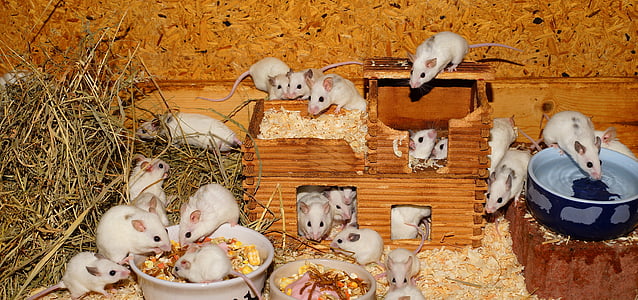 herd of white mouse thumbnail