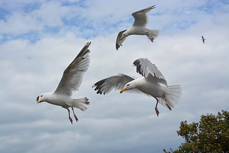 three white birds flying near tree thumbnail