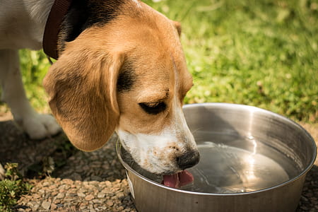 adult tricolor beagle drinking water thumbnail