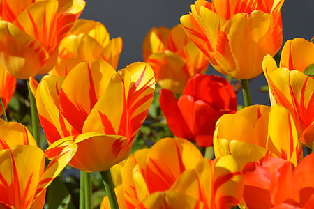 orange and red tulips flowers thumbnail