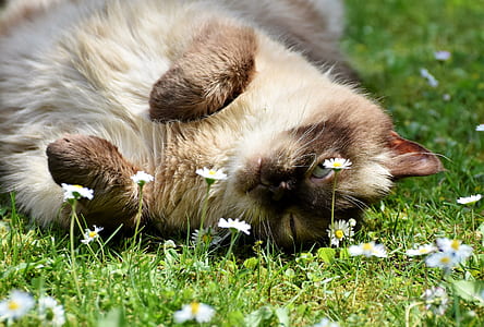 Siamese cat lying on field of grass with daisy thumbnail