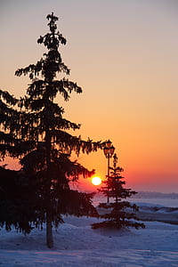 silhouette of pine trees during sunset thumbnail