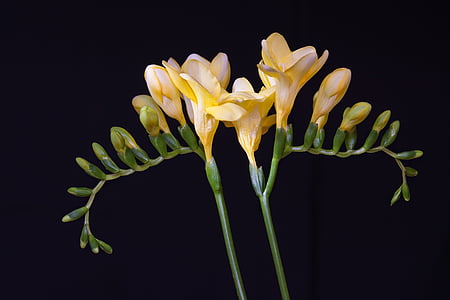 yellow flower buds thumbnail