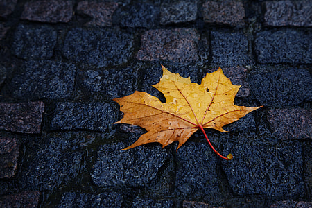 yellow maple leaf on gray concrete surface thumbnail