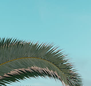 green palm tree thumbnail