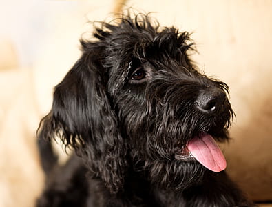 close-up photography of short-coated black dog with tongue out thumbnail