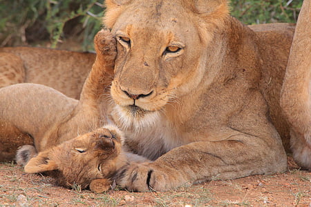 brown lioness beside cub thumbnail