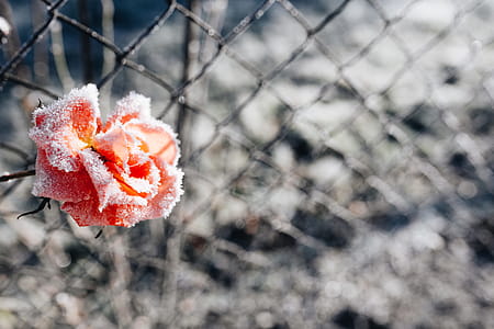 Frozen flower thumbnail